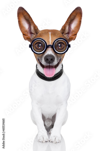 Photo: dumb crazy dog dumb crazy dog