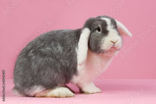 Photo: Mini-lop on a pink background Mini-lop on a pink background