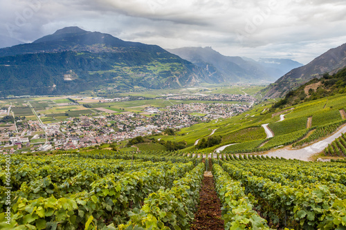 Photo: Vigneti sotto le alpi svizzere Vigneti sotto le alpi svizzere