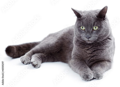 Photo: Green eyed Maltese cat also known as the British Blue Green eyed Maltese cat also known as the British Blue