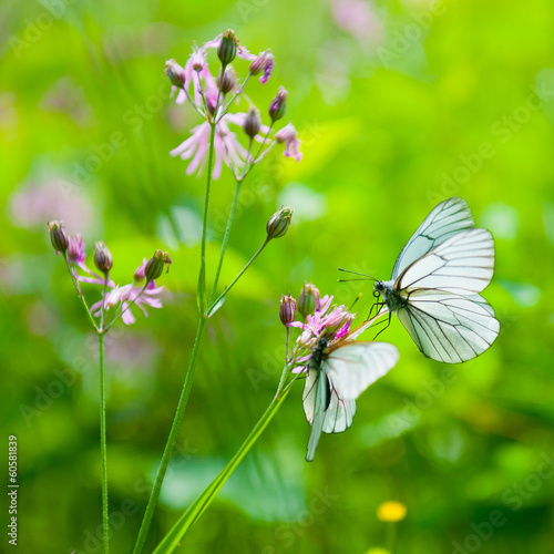Photo: Butterflies on the flower Butterflies on the flower