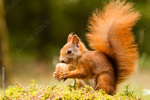 Squirrel with nut - 60604058