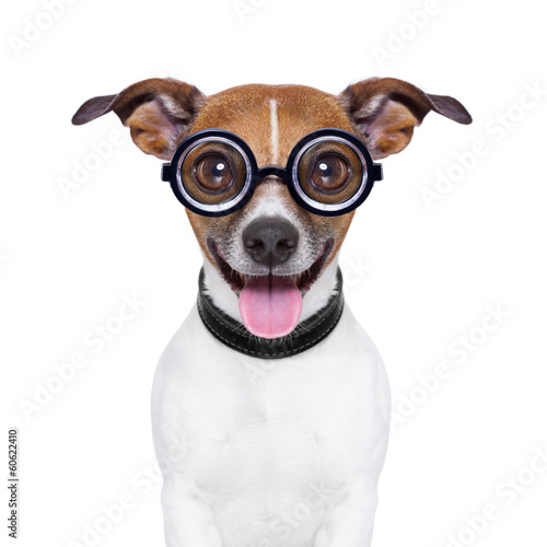 Photo: dumb crazy dog dumb crazy dog