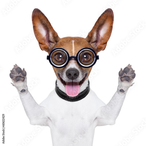 Photo: dumb crazy dog dumb crazy dog
