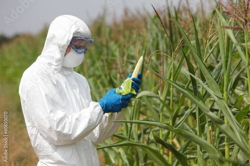 Photo: GMO,profesional in uniform examining corn cob on field GMO,profesional in uniform examining corn cob on field