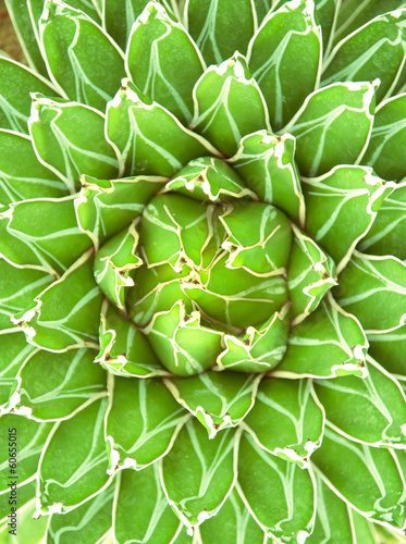 Photo: Sharp pointed agave plant leaves Sharp pointed agave plant leaves