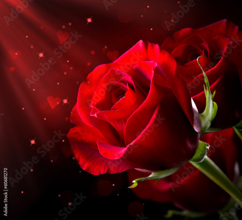 Photo: Red Rose Flower isolated on Black. St. Valentine's Day Red Rose Flower isolated on Black. St. Valentine's Day