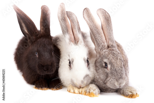 Photo: Rabbit Rabbit