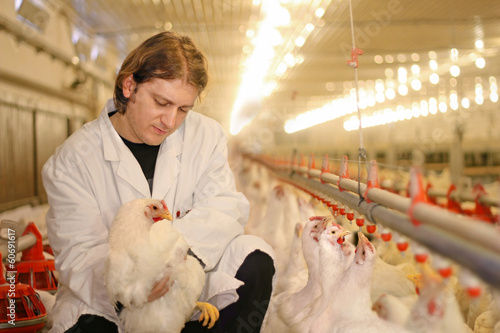 Photo: Vet working on the chicken farm Vet working on the chicken farm