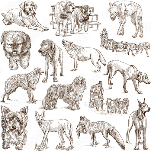 Illustration: DOGS (Canidae) - (no.1) - hand drawings on white DOGS (Canidae) - (no.1) - hand drawings on white