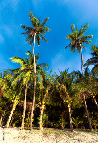 Photo: Palmtrees Palmtrees