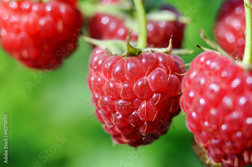 Photo: close-up of ripe raspberry close-up of ripe raspberry
