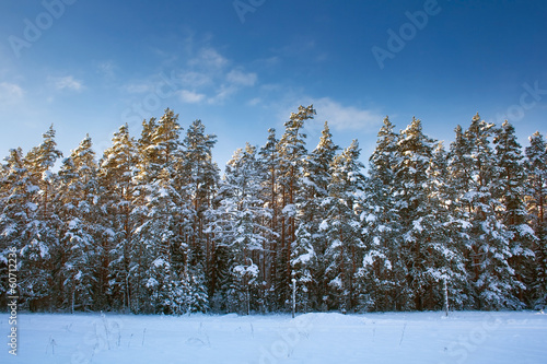Photo: Snowy forest in the evening Snowy forest in the evening
