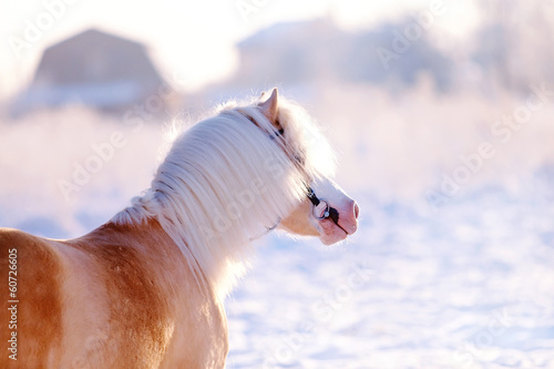 Photo: Portrait of a beige pony Portrait of a beige pony