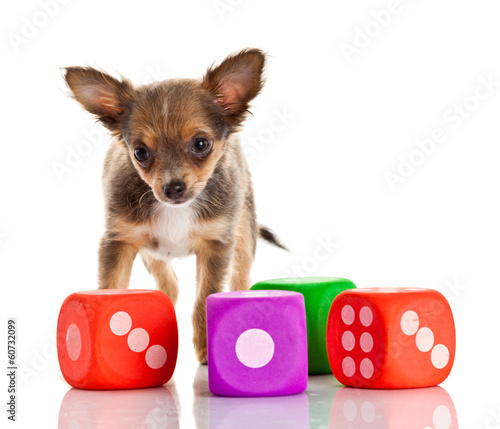 Photo: Long-haired chihuahua dog on a white background Long-haired chihuahua dog on a white background