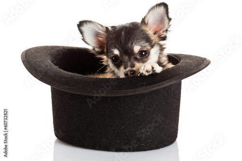 Photo: Chihuahua puppy sitting in top hat. Chihuahua puppy sitting in top hat.