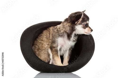 Photo: Chihuahua puppy sitting in top hat. Chihuahua puppy sitting in top hat.