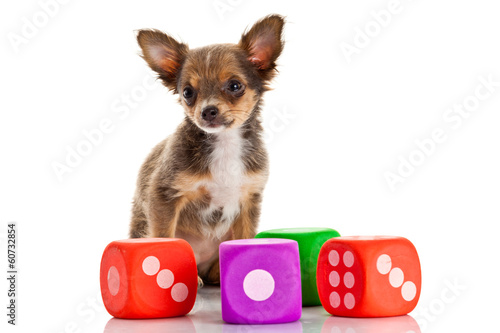Photo: Chihuahua puppy on white background Chihuahua puppy on white background