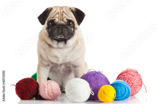Photo: a pug dog isolated on a white background a pug dog isolated on a white background