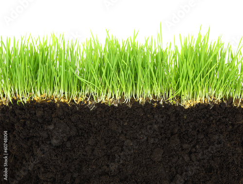 Photo: Cross-section of soil and grass isolated on white background Cross-section of soil and grass isolated on white background