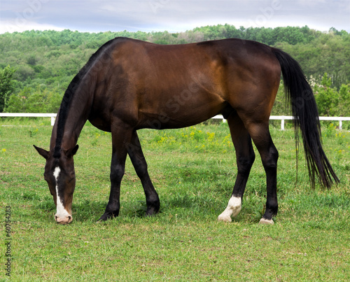 Photo: grazing horses in a meadow grazing horses in a meadow
