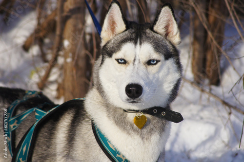 Photo: Siberian Husky in harness Siberian Husky in harness