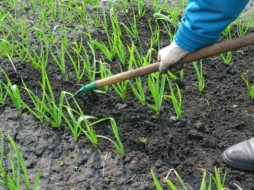 Photo: raking of garlic plantation raking of garlic plantation