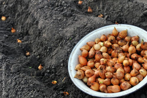 Photo: close-up of onion in planting process close-up of onion in planting process