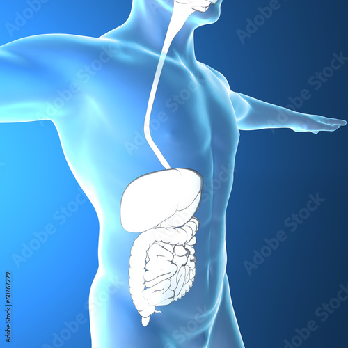 Illustration: Uomo intestino raggi x apparato digerente Uomo intestino raggi x apparato digerente