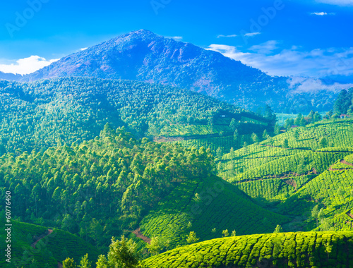 Photo: beautiful landscape of the tea plantations in India beautiful landscape of the tea plantations in India