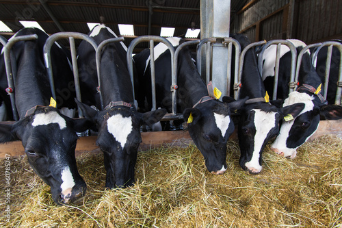 Photo: Cows on Farm Cows on Farm