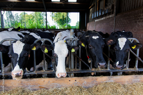 Photo: Cows on Farm Cows on Farm