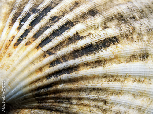 Photo: Shell Shell