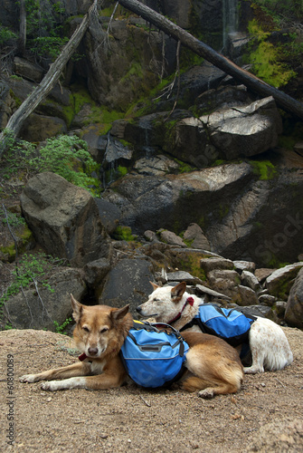 Photo: Back Packing Dogs Back Packing Dogs