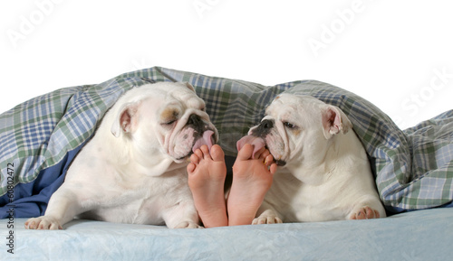 Photo: dog in bed dog in bed