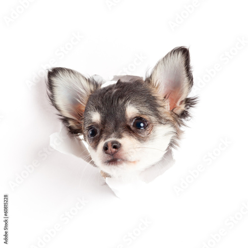 Photo: chihuahua puppy in paper chihuahua puppy in paper