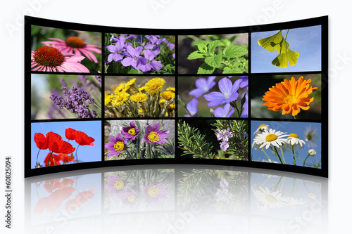 Photo: Collage with medical plants, isolated Collage with medical plants, isolated