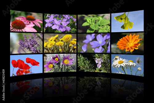 Photo: Medical plants Medical plants