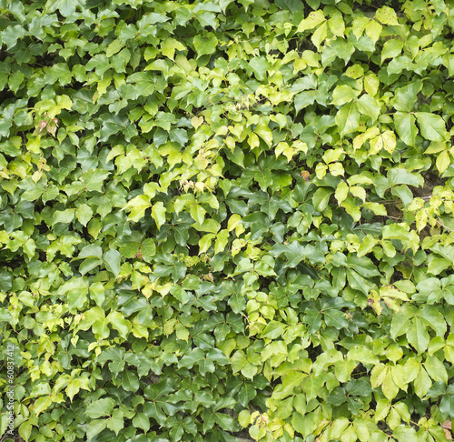 Photo: ivy leaves isolated on a white background ivy leaves isolated on a white background