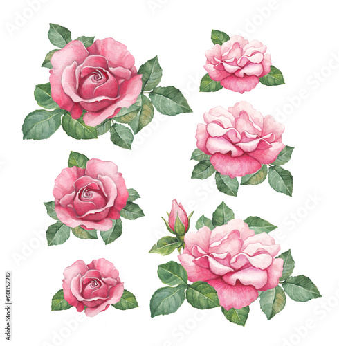 Illustration: Watercolor illustrations of rose flowers Watercolor illustrations of rose flowers