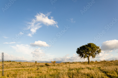 Photo: Quercia solitaria in Sardegna Quercia solitaria in Sardegna