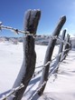 filo spinato nella neve filo spinato nella neve