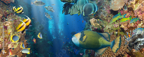 Photo: Coral and fish Coral and fish