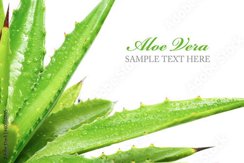 Photo: aloe vera aloe vera