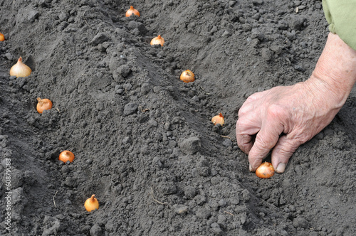 Photo: Senior woman planting onion Senior woman planting onion