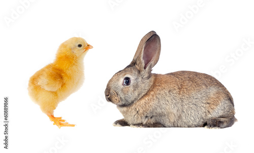 Photo: Yellow chicken and brown rabbit Yellow chicken and brown rabbit