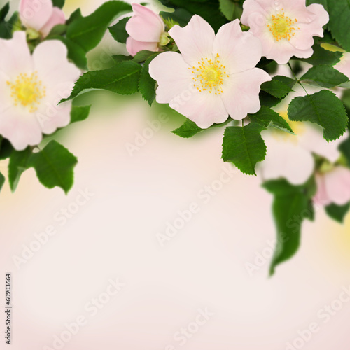 Photo: Pink flowers of wild rose Pink flowers of wild rose