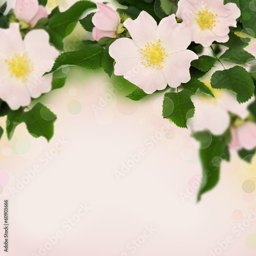 Illustration: Pink flowers of wild rose Pink flowers of wild rose
