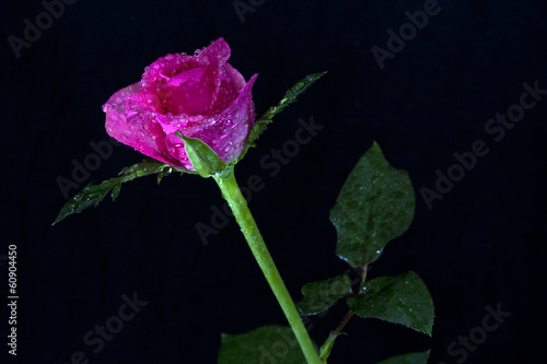 Photo: Pink Rose 1 Pink Rose 1
