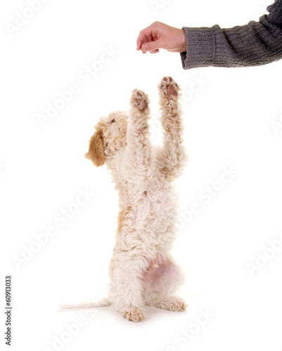Photo: Hund macht Männchen Hund macht Männchen